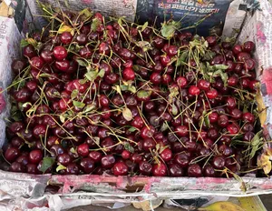 Sour Cherry | آلبالو