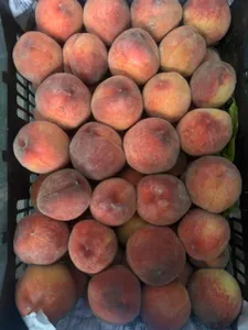 Peach | شفتالو