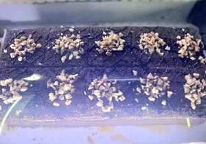 Tashkandi Cake 4 | کیک تاشکندی