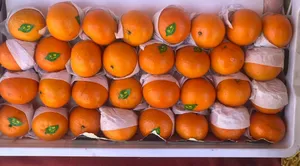 Mandarin Orange 1 KG | ۱ کینو کیلو