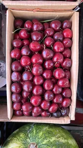 Cherry | گیلاس